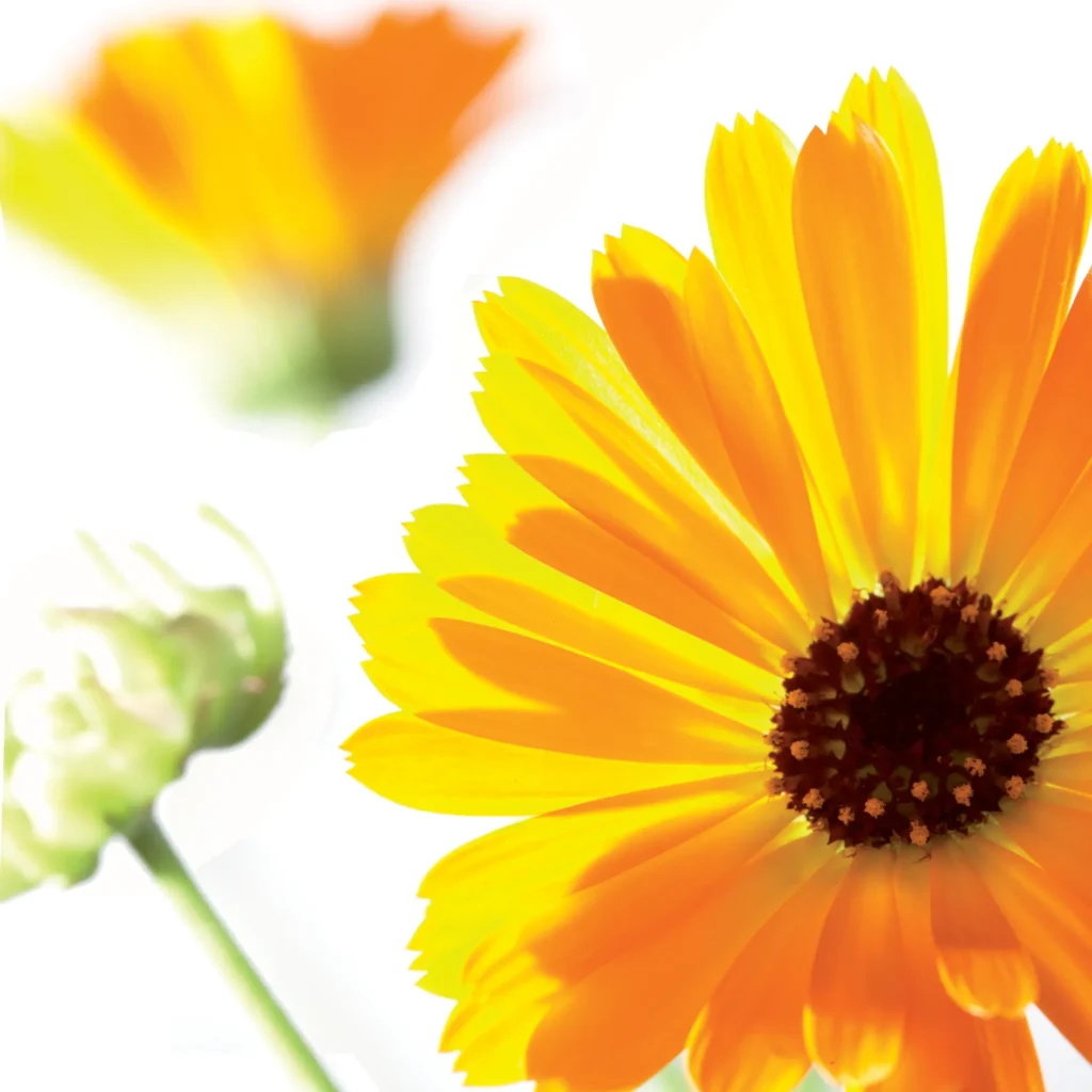 heel_plants_calendula_01-1x